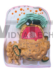 The ultrastructure model of cell